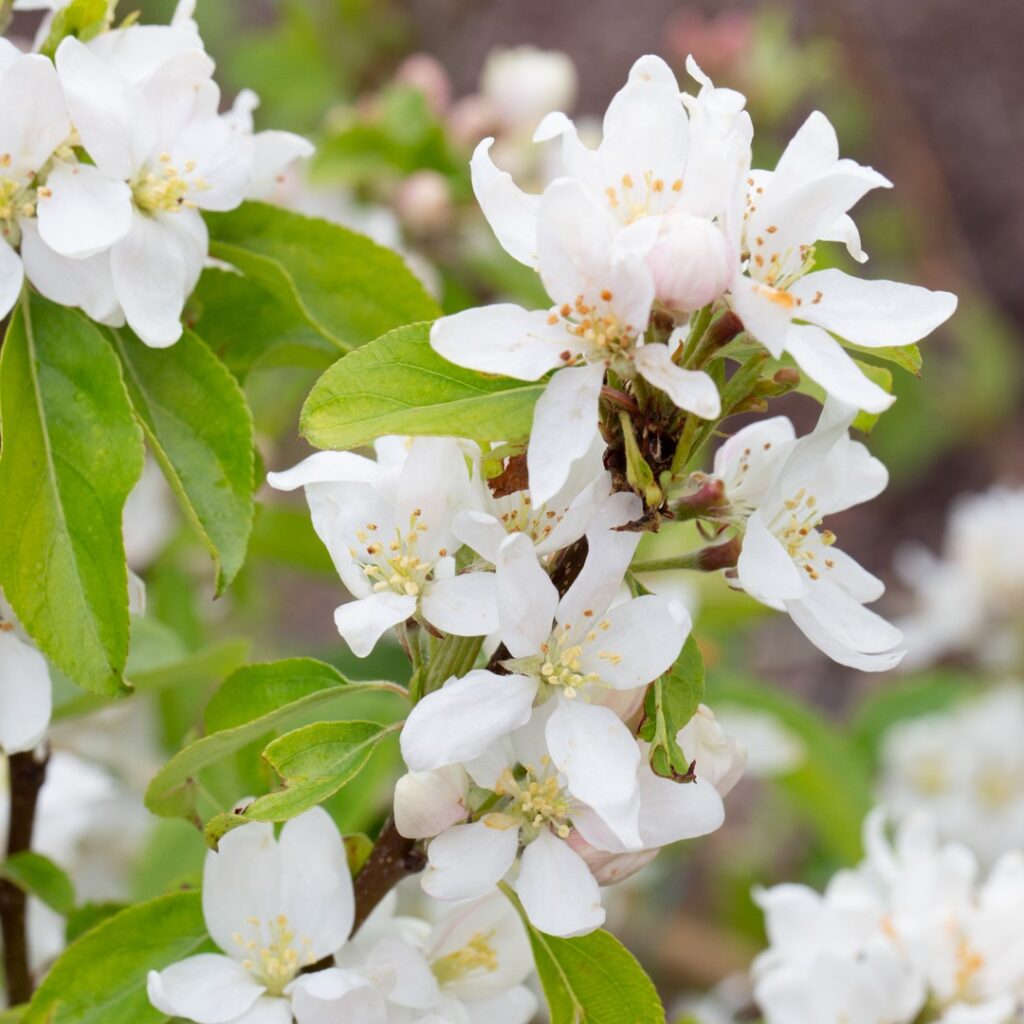 Malus ‘Pink Glow’ Patio Crab Apple Tree 5038838019036 2